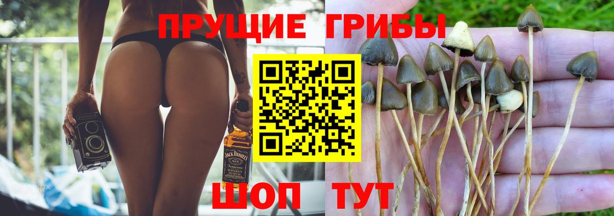 Псилоцибиновые грибы Psilocybe  Вход с VPN  Нальчик 